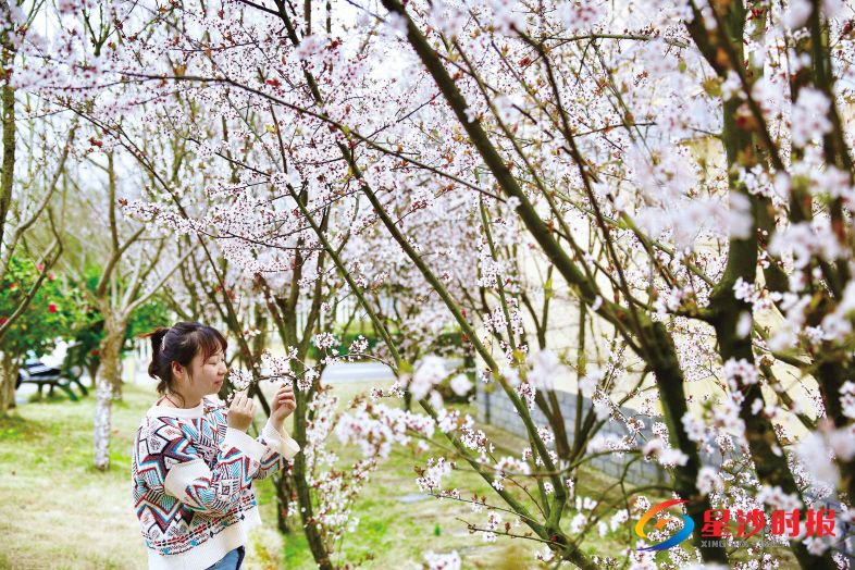 　　三珍虎园的紫叶李开得正艳，满树粉色的小花，迷了路人的眼。 