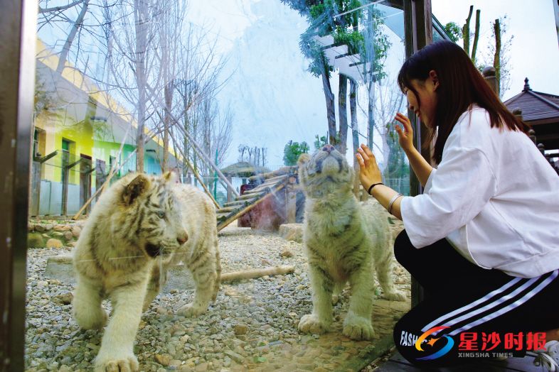 　　三珍虎园两只憨态可掬的孟加拉虎，瞬间萌化了游客的心。