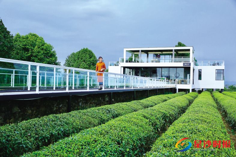 　　金井之美，美在茶田间亲手采下的那一抹新绿，美在与青山绿水相映成趣的亭台楼阁。