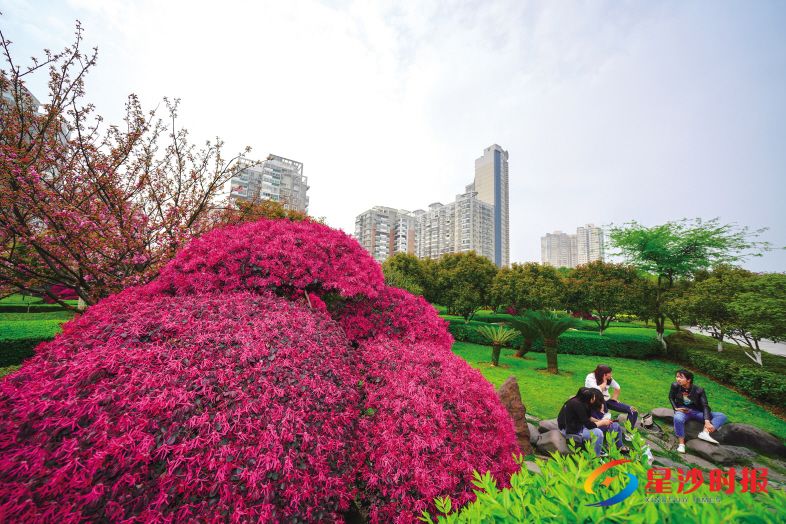 　　星沙中心广场的红桎木花团锦簇、艳丽夺目，且造型独特，似“蓬蓬头”。 章帝 摄