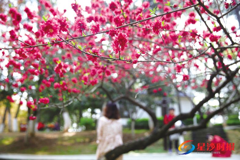　　特立公园师圣阁旁，碧桃绽放，春花美景等你来赏。 盛磊 摄
