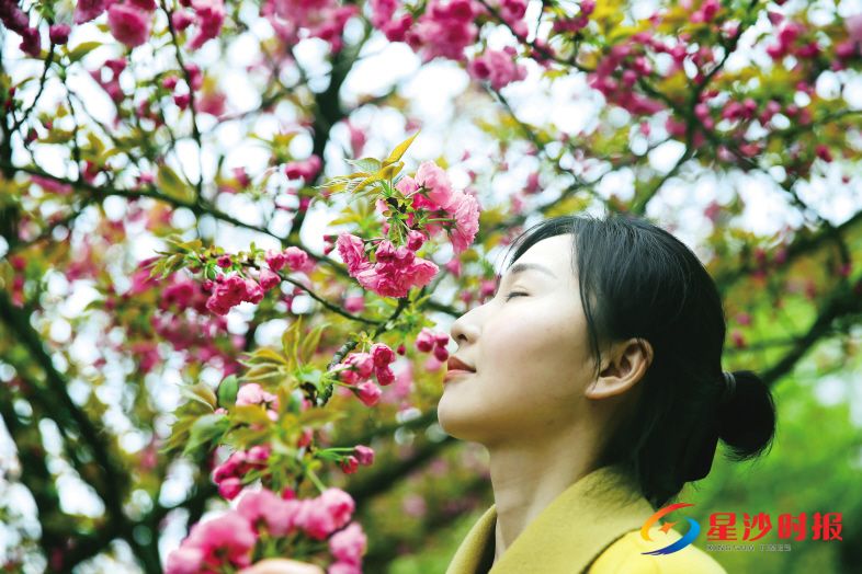 　　开元路（县政府前），含苞待放的樱花令人心醉。 盛磊 摄