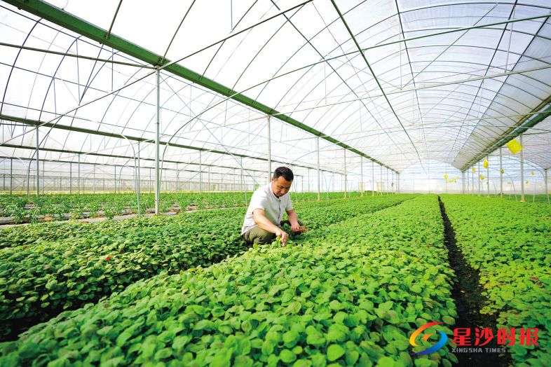 　　长沙县春华镇武塘果蔬合作社的大棚内，苋菜绿油油一片，即将上市，让人品鲜。除署名外均为盛磊摄