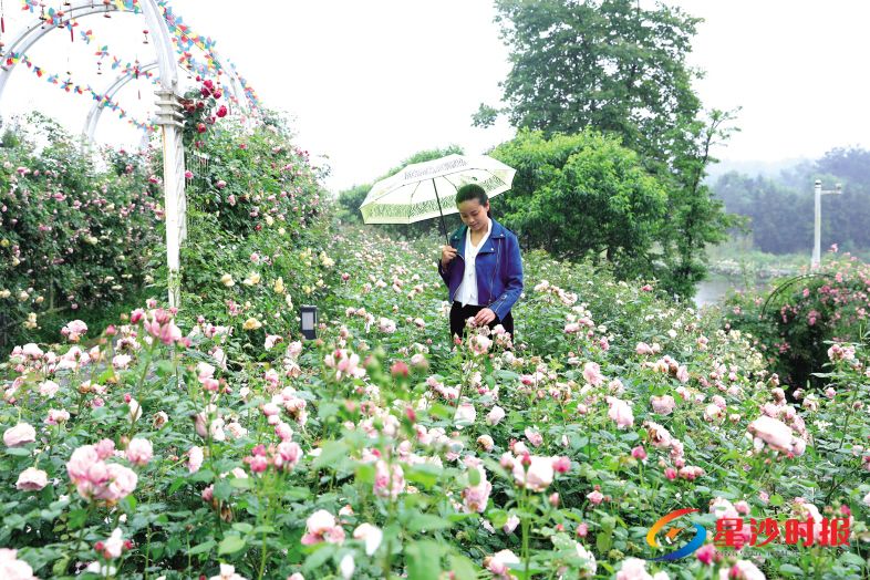 　　昨日， 花田厝鲜花艺术小镇内20余亩玫瑰在雨中竞相绽放。漫步其中，能闻到空气中淡淡的花香，让人沉醉。蒋炼 摄