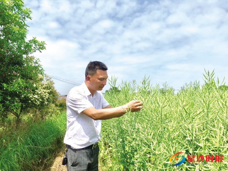 自4月初以来,田间随处可见忙碌的身影,横坑农机专业合作社负责人陈礼正在自家油菜田里查看油菜籽长势。 宋彬彬 摄