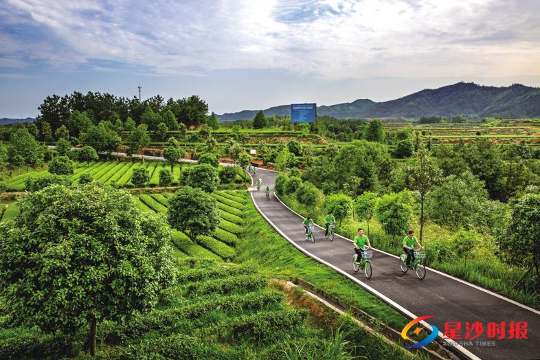 　　近些年，金井镇积极进行 “茶园变景园、景园变公园”提质改造与功能升级，推动休闲旅游业与“茶”有机结合。金井镇供图