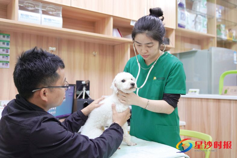 　　《长沙市养犬管理条例》已正式实施，长沙县10家服务点可办智能犬牌及电子标识。 章帝 摄