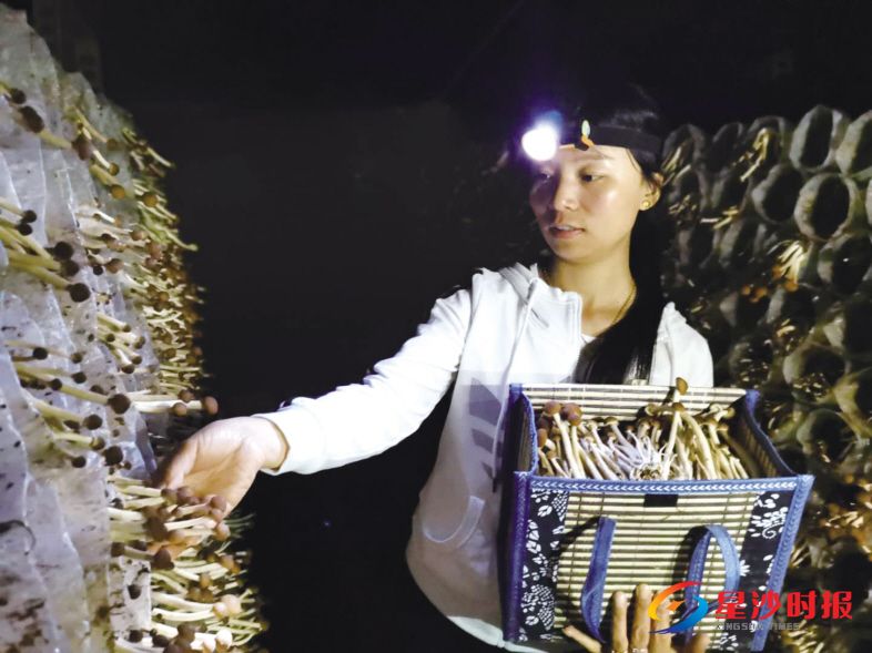 　　5月9日，长沙县福翔食用菌有限公司工作人员陈浪正在采摘茶树菇。 蒋炼 摄