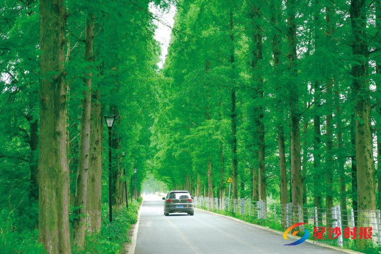 　　漫步水杉大道，仿佛穿梭于一条绿色隧道。