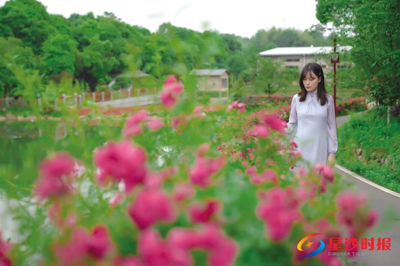 　　↓锦绣江南生态农庄的月季花开正艳，在绿叶衬托下，显得格外夺目。