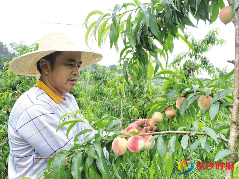 　　近日，长沙县开慧镇的华泽现代农庄里，连绵起伏的山坡上，葱葱郁郁，茂密的绿叶下，挂着一个个鲜红的桃果。　　熊冰俏 摄
