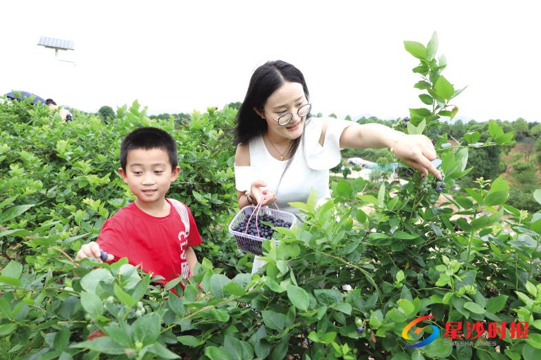 　　长沙县蓝莓采摘期可从5月底持续至7月。图为市民在长沙县开慧镇蓝莓基地采摘蓝莓。　　蒋炼 摄