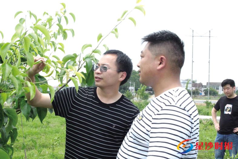 　　科技专家服务团在长沙县果园镇千钟粟生态农业科技有限公司基地进行技术指导。陆继华 摄