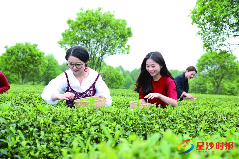 　　湘丰茶文化节上游客体验采茶。