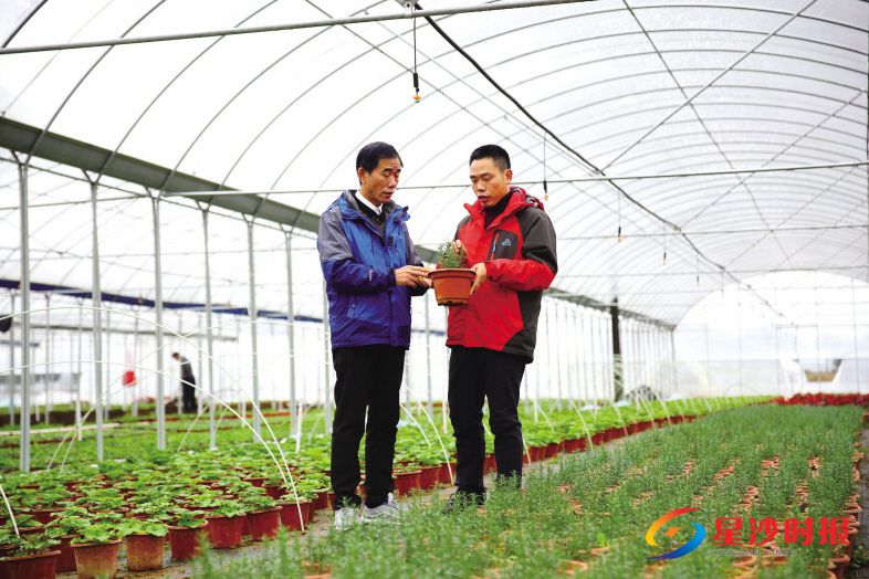 　　长沙市科技特派员张良波（右）和湖南森鑫环境景观园林工程有限公司的董事长杨胜伟在苗木生产基地，查看培育新品种的长势。曾诗怡 摄