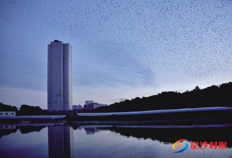 　　《远大城：鸟的天堂》。朱立 摄