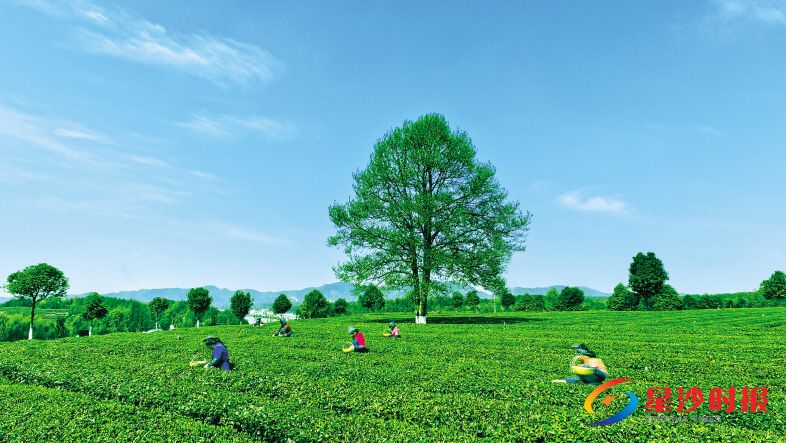 　　长沙县金井茶厂以生态茶园为主体、以人文景观为依托、以茶文化为核心打造茶主题公园，成为游客观光休闲的好去处。章帝 摄