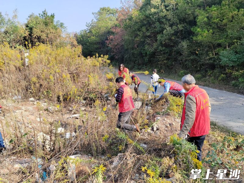 党员、志愿者正在清除“加拿大一枝黄花”。安沙镇 供图 党员、志愿者正在清除“加拿大一枝黄花”。安沙镇 供图