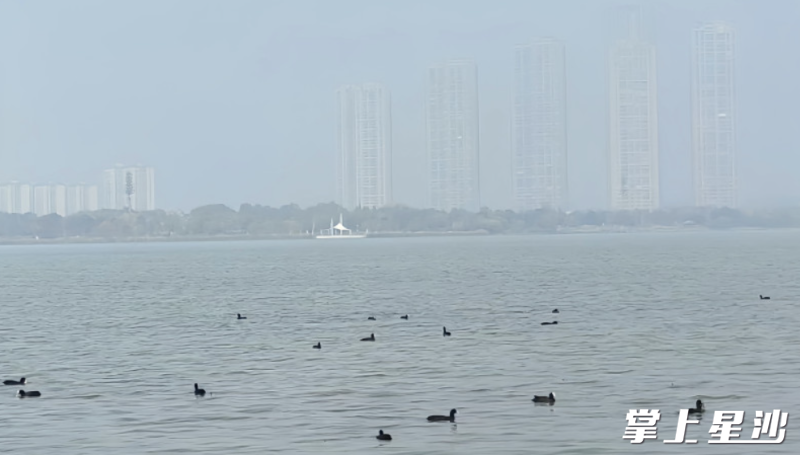 白骨顶鸡在湖面悠然自得地游来游去。均为王俊 摄
