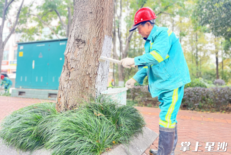 园林工人伍喜良正挥动刷子，专注地为树干刷白。