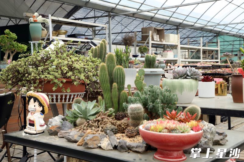 走进篱柒园艺的多肉基地，装点好的多肉植物十分抢眼。均为阮霖浩 摄