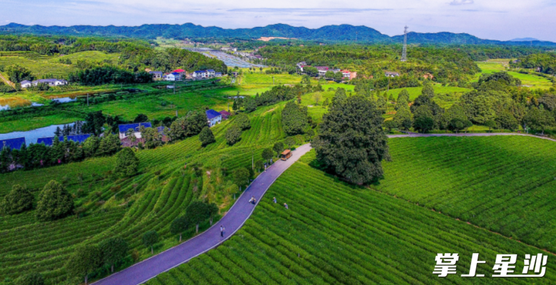 宽阔平坦的产业路穿越茶园而过,打通茶产业发展“经络”,铺实群众“致富路”。吴杰 摄 宽阔平坦的产业路穿越茶园而过,打通茶产业发展“经络”,铺实群众“致富路”。吴杰 摄