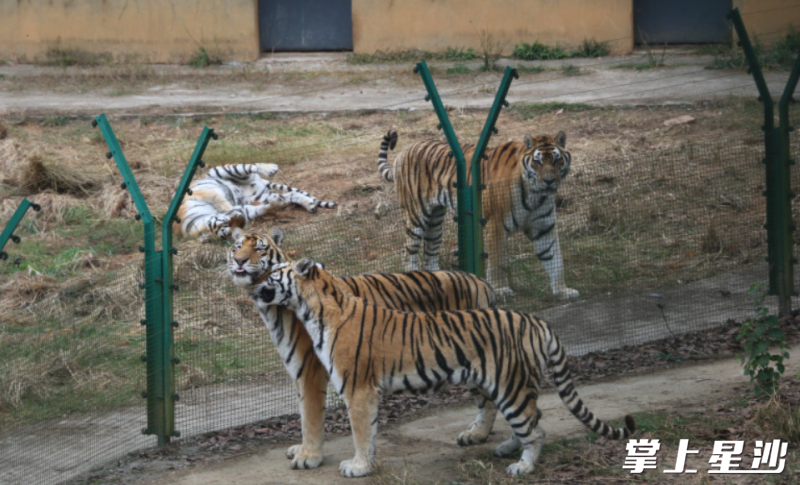 三珍虎园是中南地区最大的一家虎类饲养繁殖基地。金井镇供图 三珍虎园是中南地区最大的一家虎类饲养繁殖基地。金井镇供图