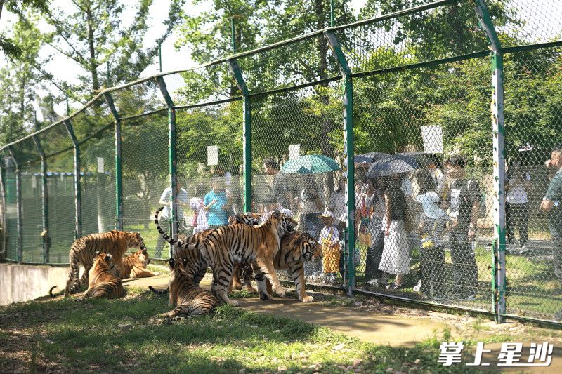 每逢节假日，金井镇三珍虎园游客络绎不绝。均为金井镇供图