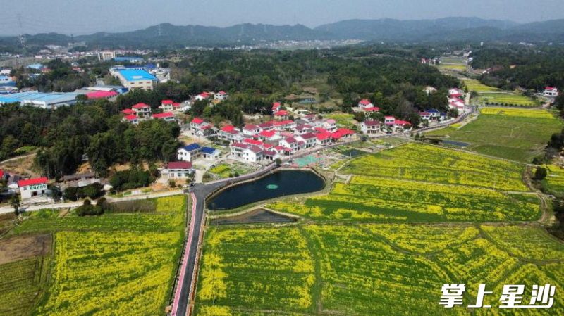 乡村旅游精品景观廊道内的湘丰片区。