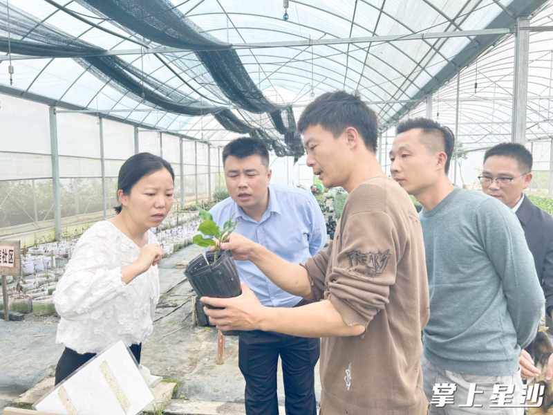 陈昱介绍他培育的果苗。受访者供图