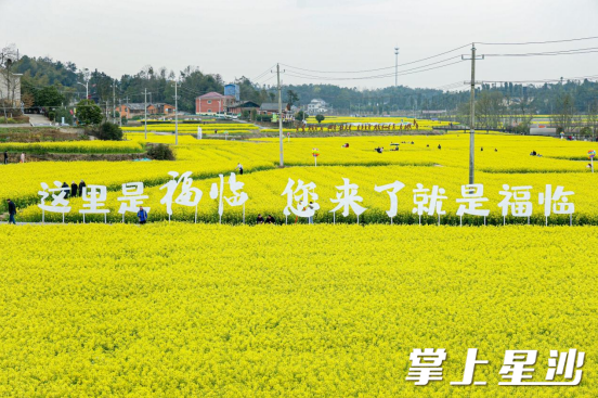 图为2024年福临镇油菜花田美景。均为福临镇供图