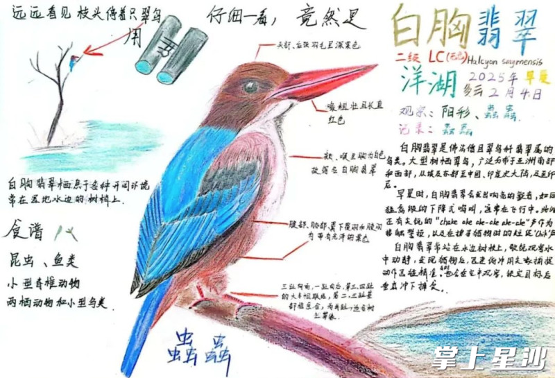 一等奖获奖作品《白胸翡翠》。
