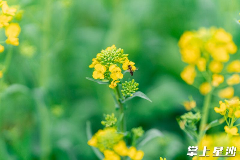 油菜花丛中，蜜蜂正忙着采蜜，振翅声与游客笑语交织。