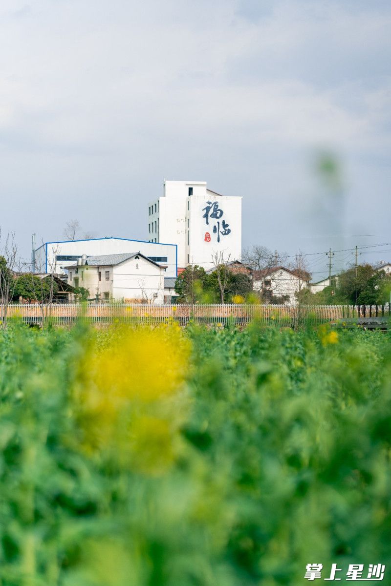 油菜花茎挺拔如笔，托举着簇簇金黄，与远处房屋交相辉映。
