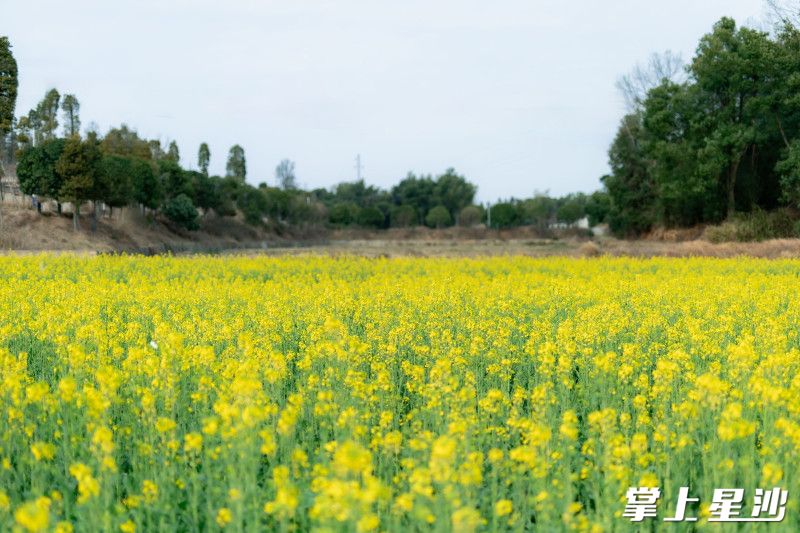 油菜花田像一片金色的海洋，微风拂过，花浪翻涌。