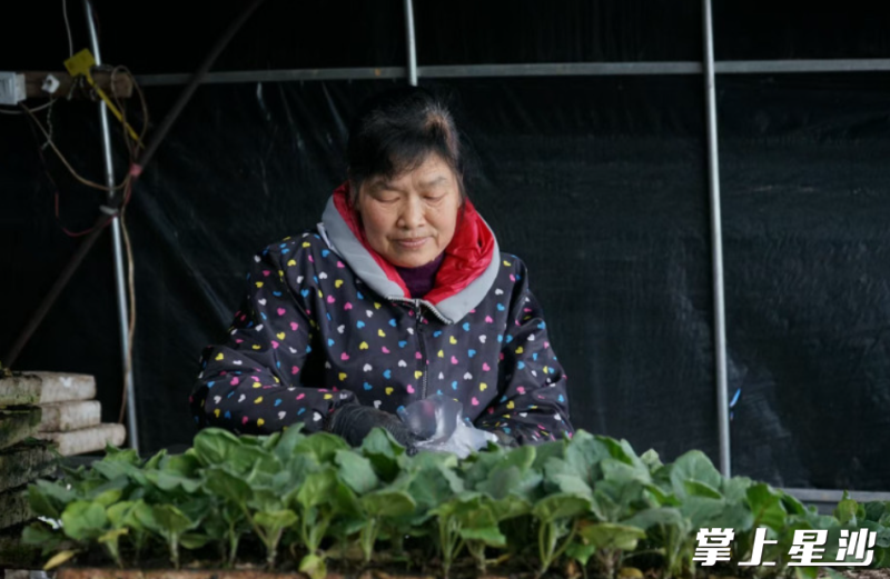 绿苗农业工作人员将水培菜苗打包发出。均为伍经纬 摄