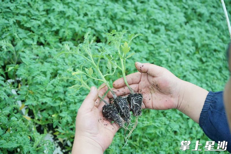 水培菜苗根须扎实。