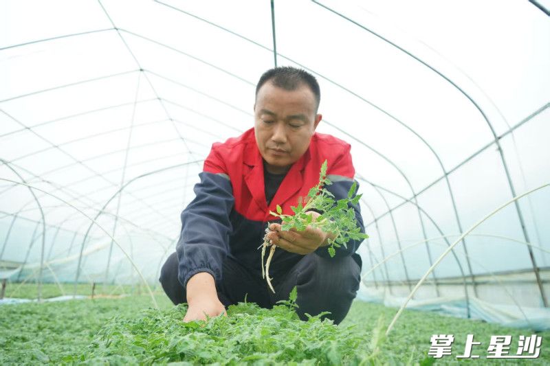 在黄花镇农业综合服务中心指导支持下，戴理开始学习研发旱育苗和漂浮育苗相结合的新型育苗方式。