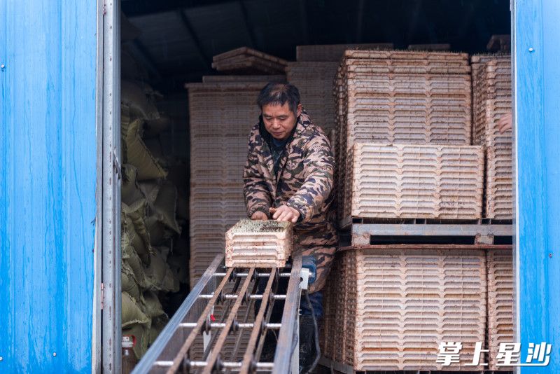 安沙镇天健农机专业合作社的育秧生产车间,一段段轨道将育秧生产车间和3个育秧温室大棚串联起来。 安沙镇天健农机专业合作社的育秧生产车间,一段段轨道将育秧生产车间和3个育秧温室大棚串联起来。