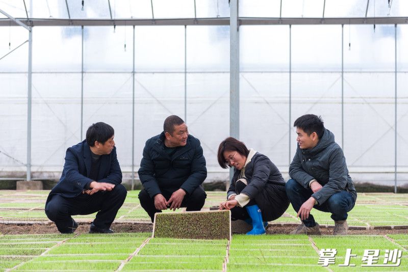 北山镇长沙华俊科技农业有限公司的育秧大棚里,农技专家现场讲解水稻育秧知识,为农户答疑解惑。 北山镇长沙华俊科技农业有限公司的育秧大棚里,农技专家现场讲解水稻育秧知识,为农户答疑解惑。