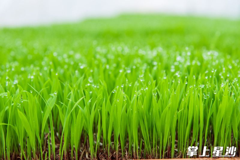 新冒出来的秧苗,孕育着新一年的希望。 新冒出来的秧苗,孕育着新一年的希望。