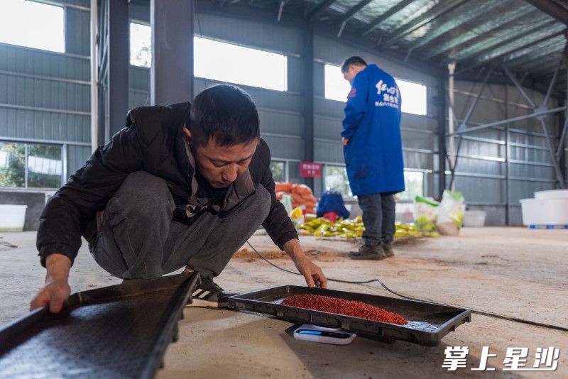 在长沙白马冲农业有限公司的育秧生产车间,伴随着机器的轰鸣声,全自动早稻育秧流水线“火力全开”。 在长沙白马冲农业有限公司的育秧生产车间,伴随着机器的轰鸣声,全自动早稻育秧流水线“火力全开”。