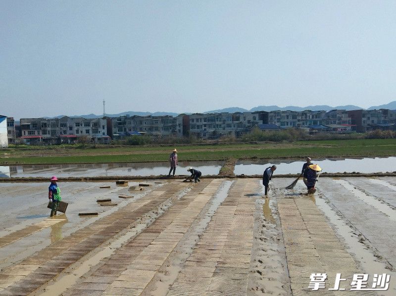 长沙县金井镇农民们抢抓晴好天气,翻耕育秧,绘就春耕生产新图景。 长沙县金井镇农民们抢抓晴好天气,翻耕育秧,绘就春耕生产新图景。