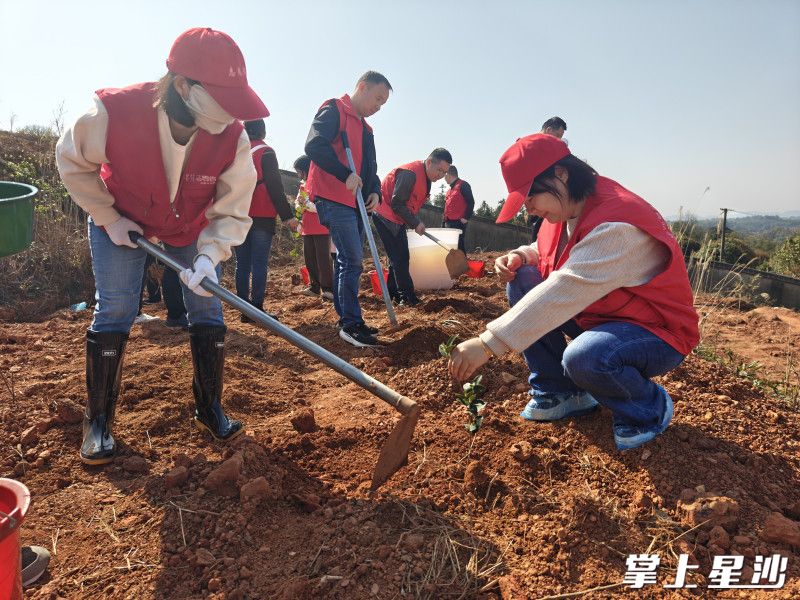 党员干部一起植树。彭娴 摄