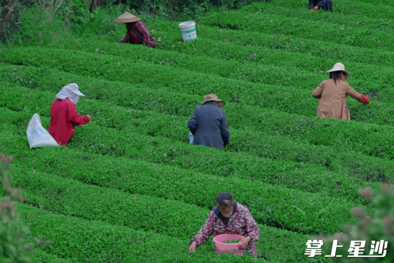 骄杨茶园内，采茶工人采茶正忙。均为张庆 摄