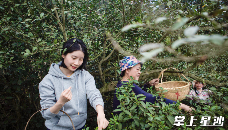 飘峰古茶园内，茶农正在采撷春茶。