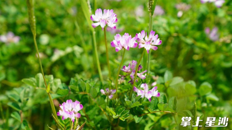 紫云英的盛开，不仅赋予当地如诗如画的亮丽景致，更如同一股强劲动力，为农业发展注入全新活力。