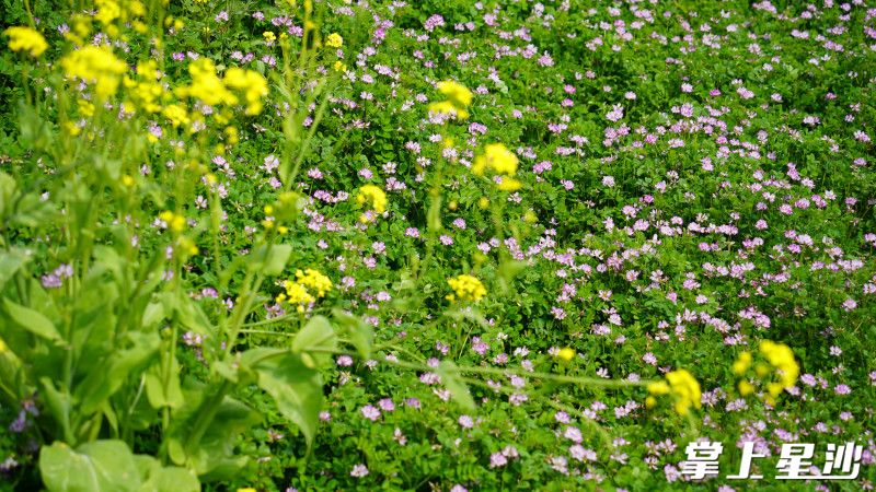踏入青山铺镇洪河村的田间地头，大片紫云英肆意绽放，层层叠叠的紫色花海似灵动的波浪。均为邬振 摄