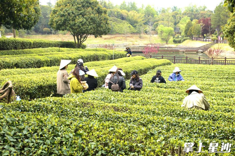 湘丰茶业庄园通过开发研学课程、茶艺体验等项目，湘丰年接待游客超10万人次，其中70%来自长株潭都市圈。金井镇供图
