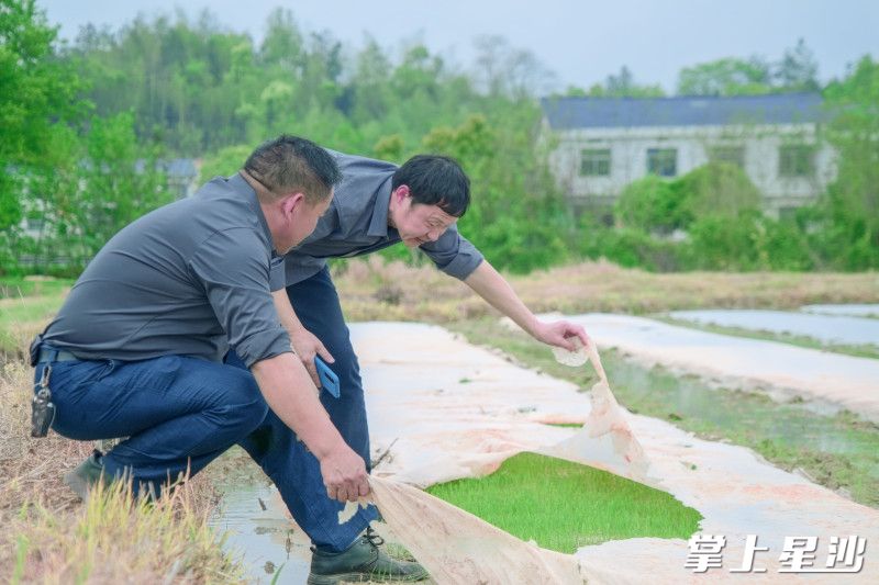 农技人员下层一线指导育秧。